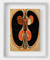Anatomical Kidney Illustration - Decor for Nephrologist's and Urologist's Office